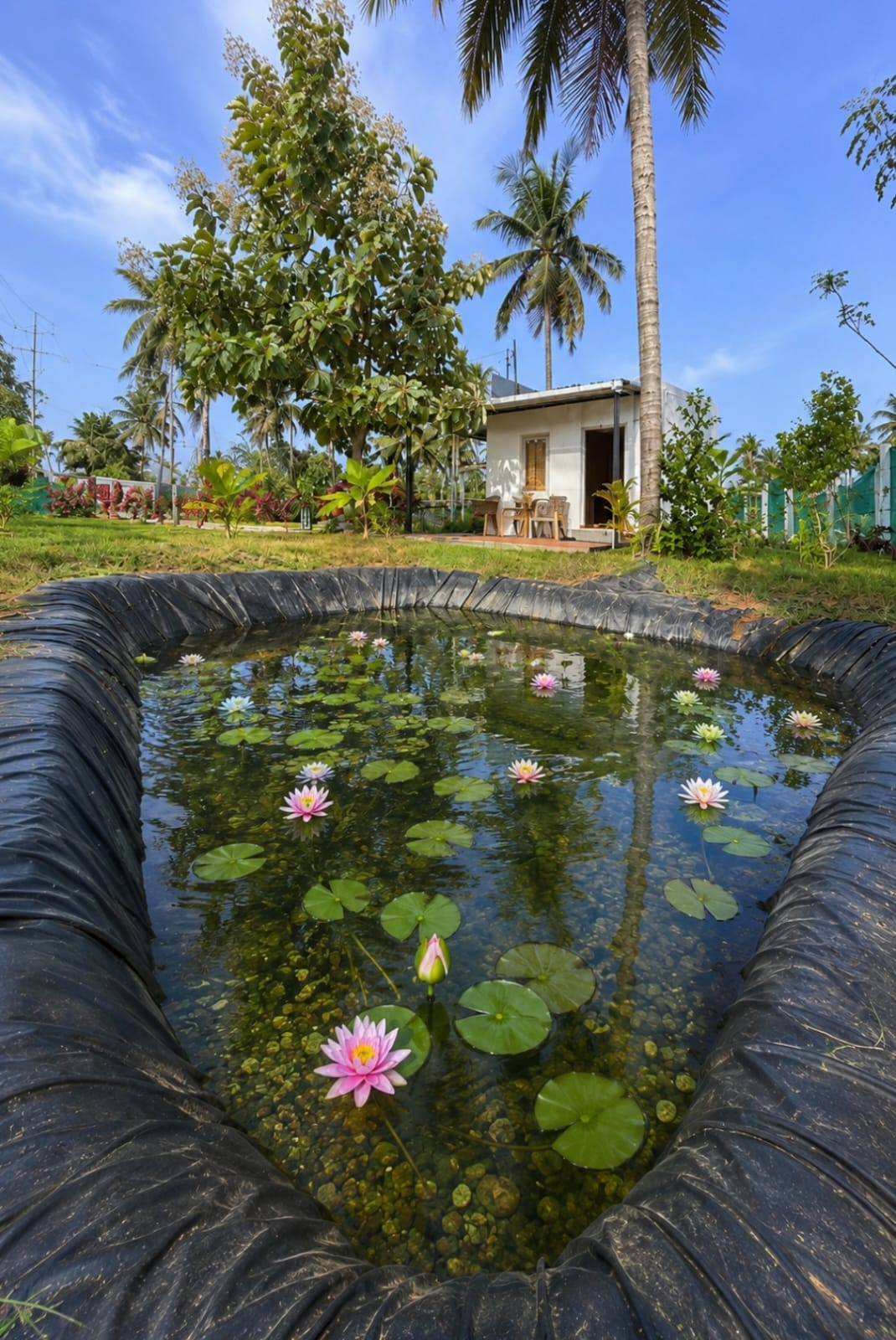 Stellar Palm Grove landscape