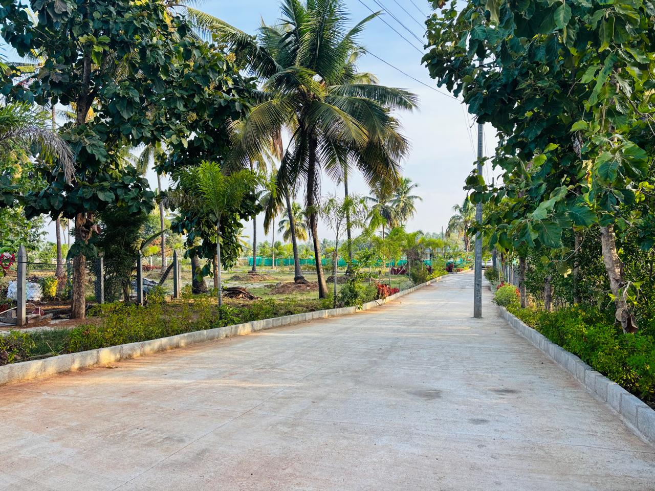 Palm Grove Gallery 2