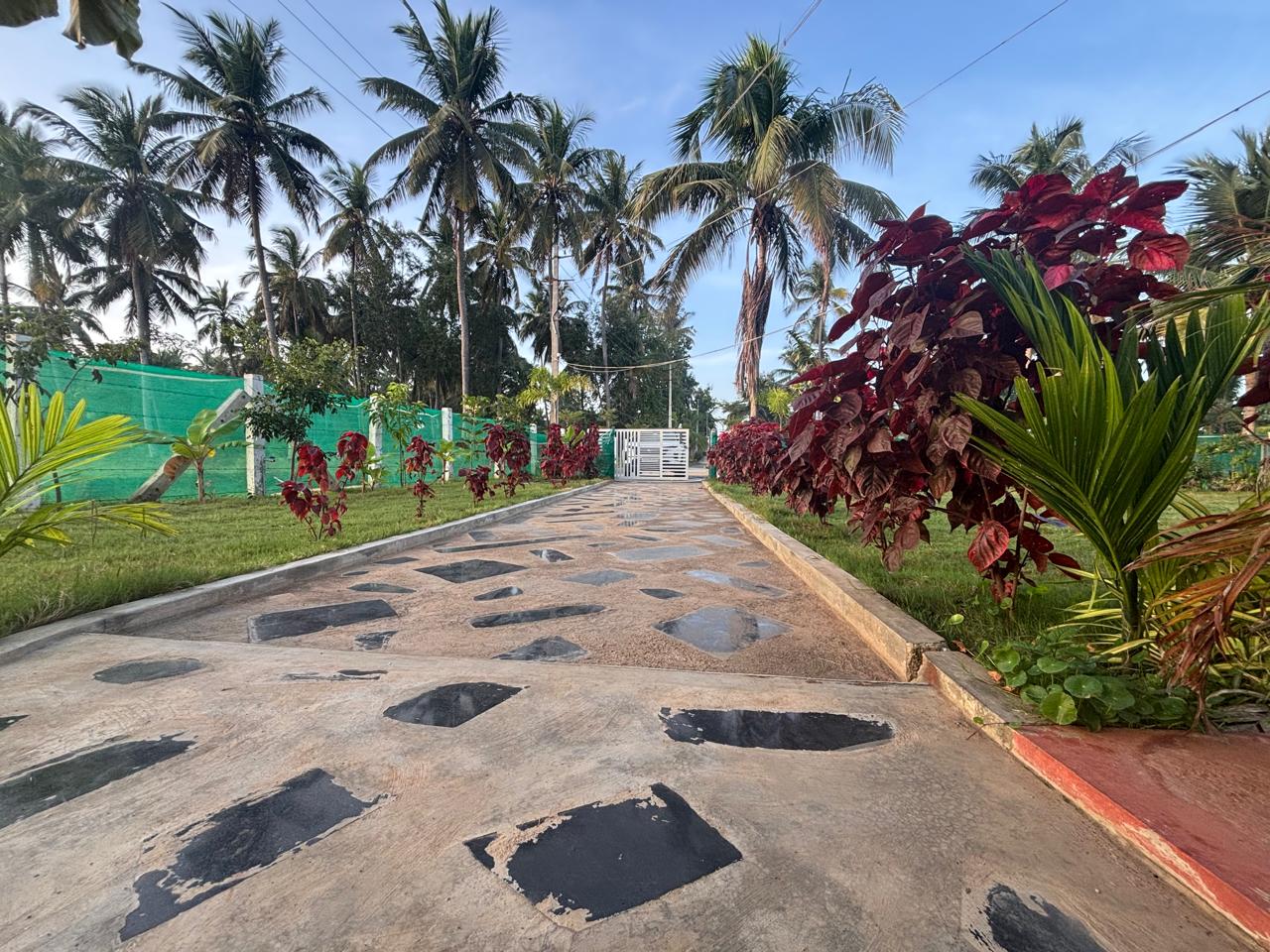 Palm Grove Gallery 3