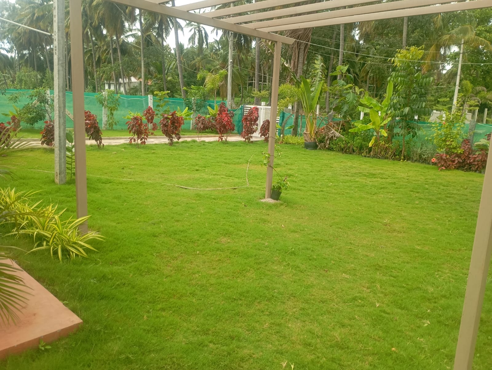 Palm Grove Gallery 4