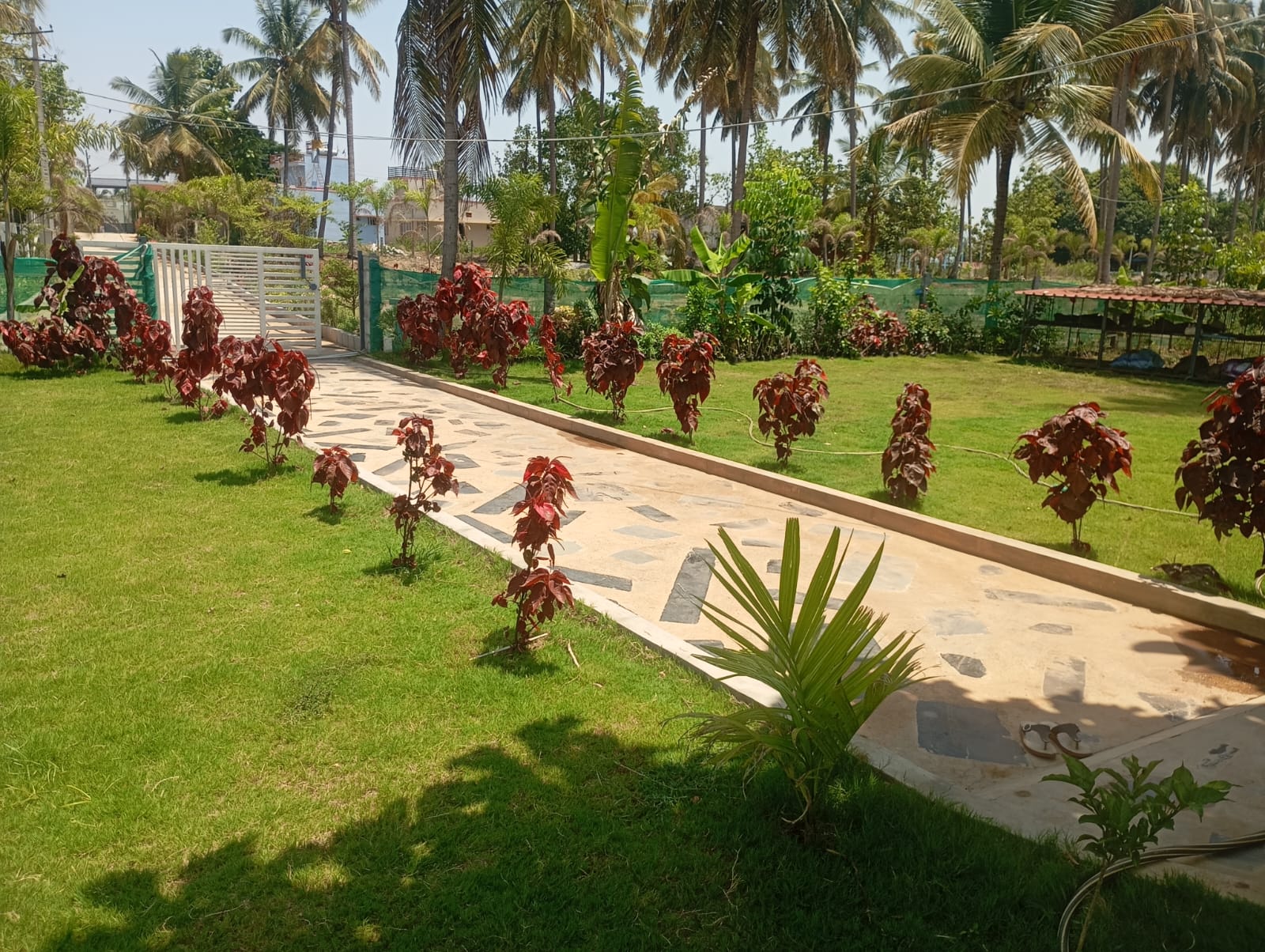 Palm Grove Gallery 5